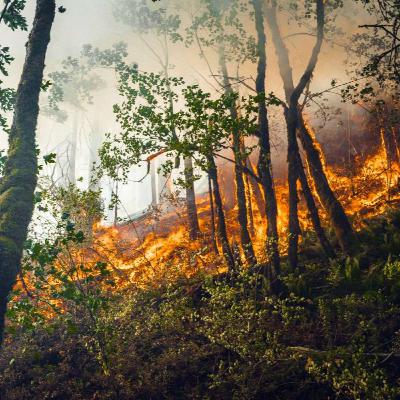 Αντιπύρ: Ειδικοί στην Καλιφόρνια διδάσκουν στους ιδιοκτήτες γης την τέχνη της ελεγχόμενης καύσης