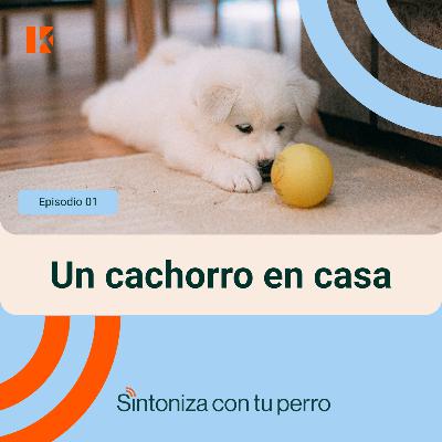 Un cachorro en casa