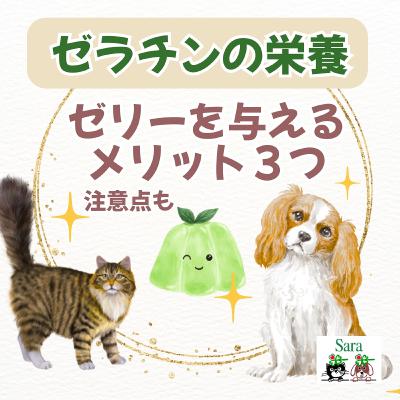 #1001. 夏にゼリーを与えるメリット３つ：ゼラチンの栄養 & 注意点もある？