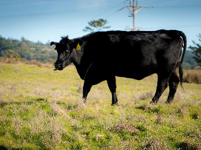 Hikers Can Walk Among Grazing Cattle At New Coastal National Monument