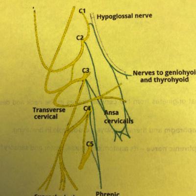 Basic anatomy FRCA - Phrenic nerve