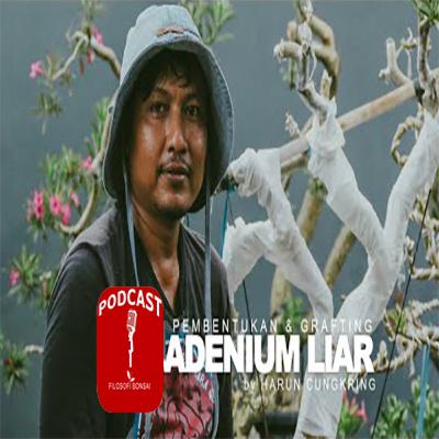 Cara Pembentukan dan Grafting Adenium Liar