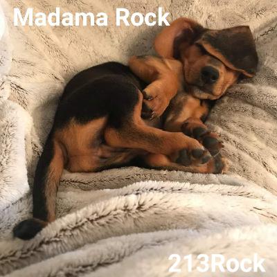 213Rock Podcast Madama Rock & Harrag Melodica 21 09 2020 213Rock Podcast Madama Rock & Harrag Melodica 21 09 2020