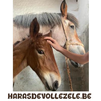 Dag van het Brabants trekpaard in Vollezele