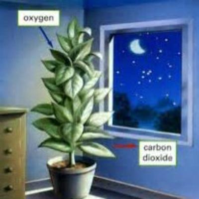 (Ncert 11th)chapter 14:Respiration in plants
