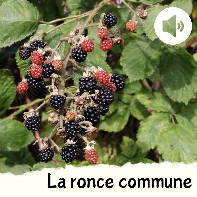 La ronce commune La ronce commune