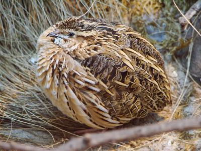 Fürj (Coturnix coturnix) Fürj (Coturnix coturnix)
