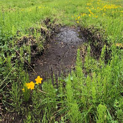 Landbruk i Arktis - plantevekst, agronomi og drenering