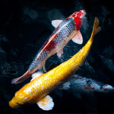 Alphamous - An introduction and background