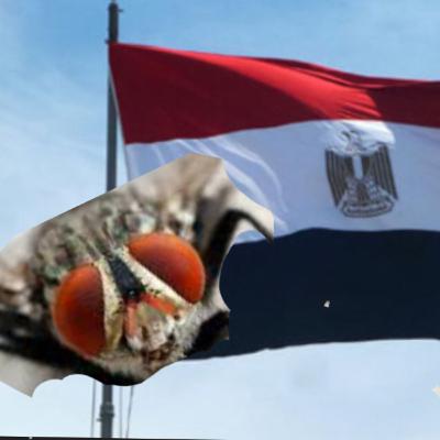 Egyptian insects Egyptian insects