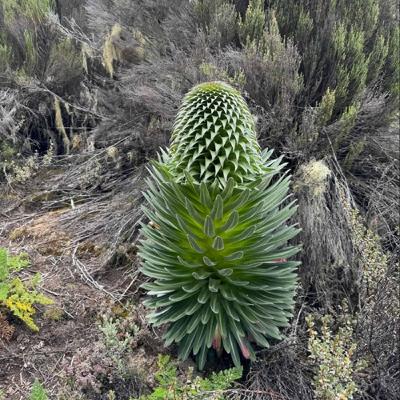 EP28【ft. 雪羊】吉力馬札羅