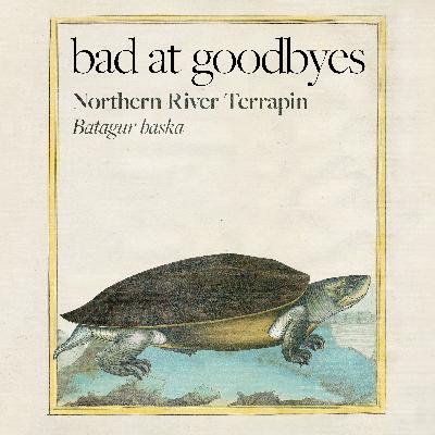 Northern River Terrapin Northern River Terrapin