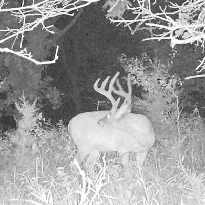 He Will Just Stay an 8 | Will 8 Point Bucks Always Stay 8s?