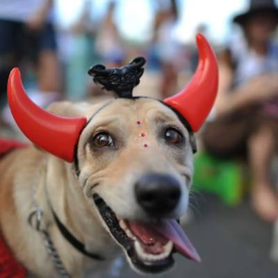 BloCão - Blocos de Carnaval para cachorros BloCão - Blocos de Carnaval para cachorros