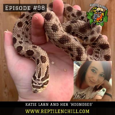 Katie Larn and her 'hognoses' - 98 Reptile n Chill Katie Larn and her 'hognoses' - 98 Reptile n Chill