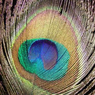 Shrikrishna's Morpankh