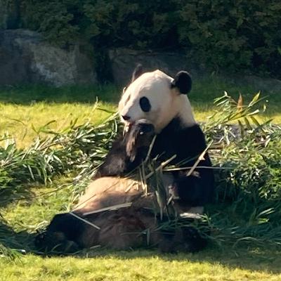 #11 人はなぜパンダに魅了されるのか？【自然の推しを語るラジオ】