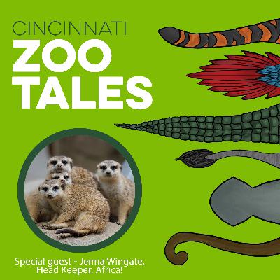 Mob Mentality: Inside the Meerkat World at the Cincinnati Zoo