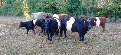 Les enjeux autour des bovins dans notre ferme