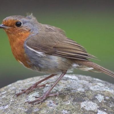 BirdWatch Ireland’s Irish Garden Bird Survey