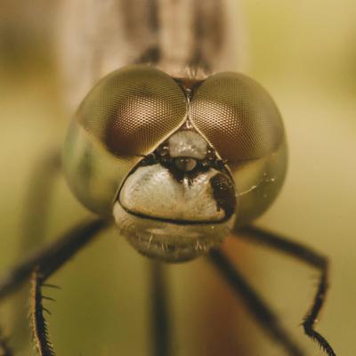 Dragonflies Dragonflies