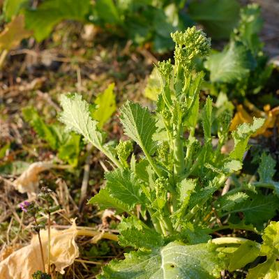 第87回 今年の野菜作りについて(ざっくりと) 第87回 今年の野菜作りについて(ざっくりと)