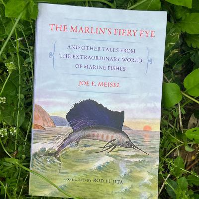 Ep. 19: Below the Waves with Joe Meisel