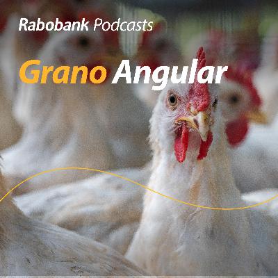 Maíz sigue bajando, pollo cae fuerte en México, aranceles y mucho más Maíz sigue bajando, pollo cae fuerte en México, aranceles y mucho más