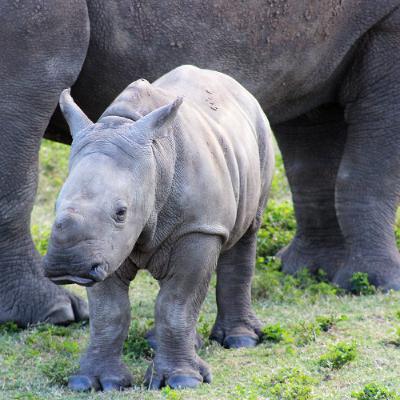 What’s Right with the World: A Rhinosaurous Reason to Smile