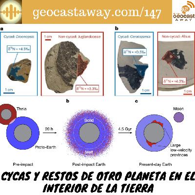 147. Cycas y Restos de otro planeta en el interior de la Tierra 147. Cycas y Restos de otro planeta en el interior de la Tierra