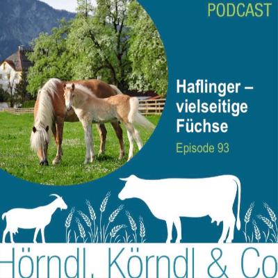 Episode 93: Haflinger - vielseitige, blonde Füchse