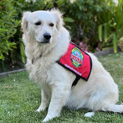 Harley the peanut allergen detection dog