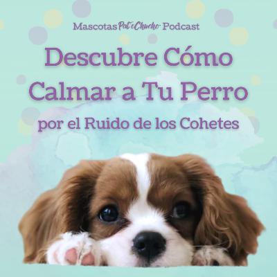 Descubre cómo calmar a tu perro por el ruido de los cohetes