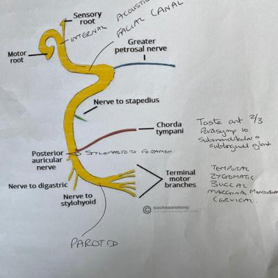 Facial Nerve - Basic anatomy.