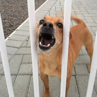 Um pouco mais sobre a Raiva Humana