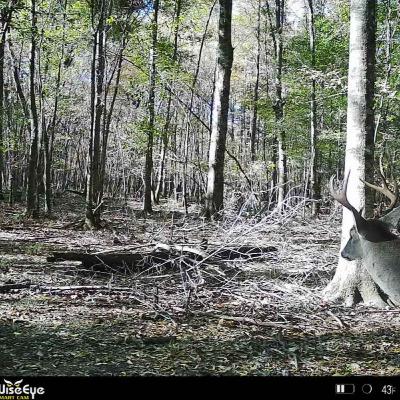 Breaking Down Wise Eye Trail Cams