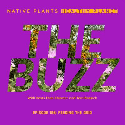 The Buzz -Feeding the Grid