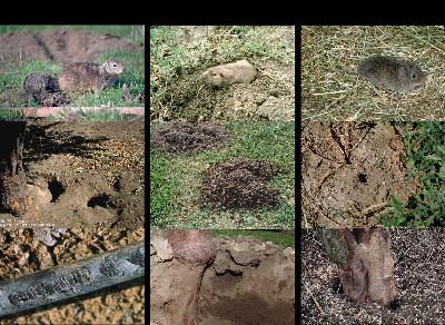 Gophers, Ground Squirrels, Voles, Roof Rats, and Deer Mice… Oh My! (2025)