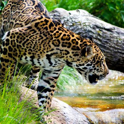 Amazing Myrtle Beach with Beautiful Animals