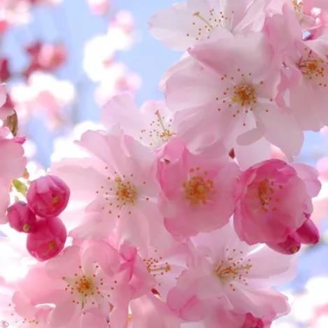 تو چه می دانی با صدای مهران دوستی