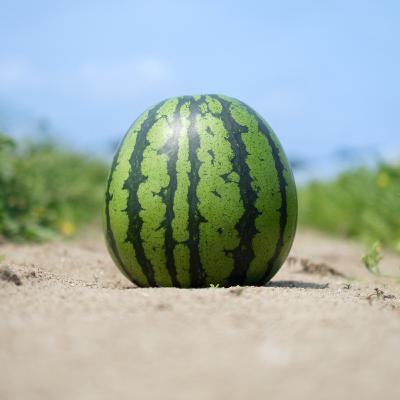 第7食目　まさきさんのスイカ