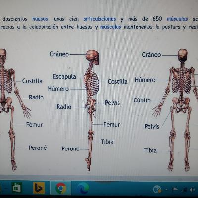 Huesos que conforman el sistema oseo