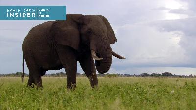 A brief history of the ivory trade