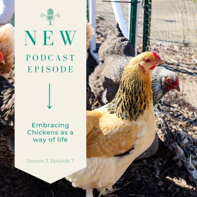 Episode 7, Season 3: Embracing Chickens as a Way of Life Episode 7, Season 3: Embracing Chickens as a Way of Life