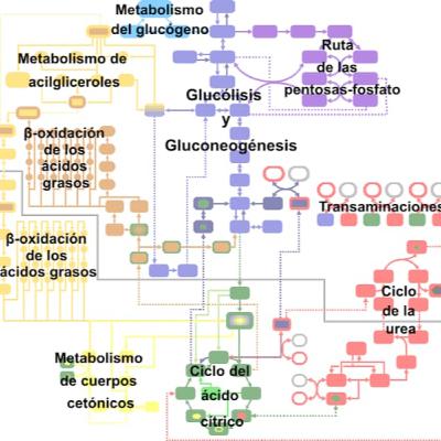 CICLOS METABOLICOS