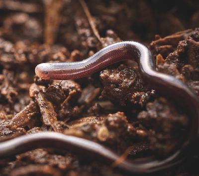 Dünyanın En Küçük Yılanı Yıllar Sonra Yeniden Görüldü