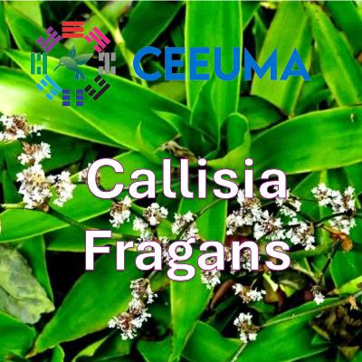 Callisia Fragans