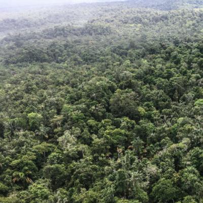 Bosques baleados