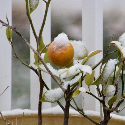 Winter Sowing Solutions, Fruit Tree Tips, Spider Mite Mitigation Winter Sowing Solutions, Fruit Tree Tips, Spider Mite Mitigation