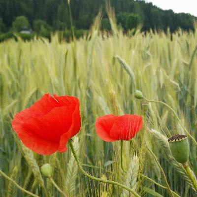 Podcast - Philosetti - Hoffnung Podcast - Philosetti - Hoffnung